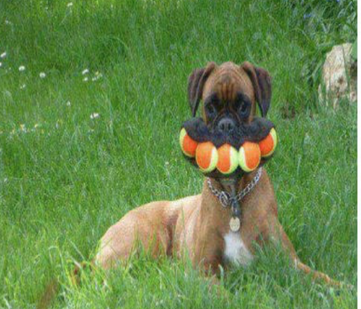 Screen Shot 2019-02-13 at 8.15.28 AM