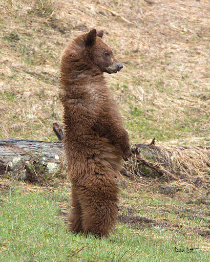 Soft Cinny Bear&nbsp;Corners